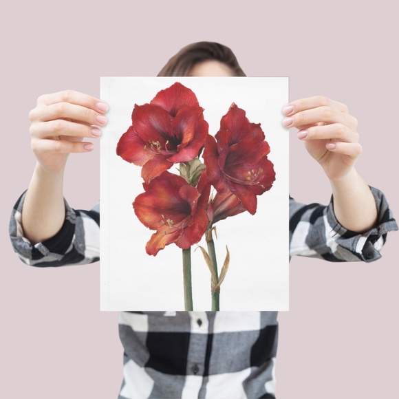 Watercolor Red Amaryllis Flower Bouquet Wall Art Print Poster, Unframed - Picture 4 of 5